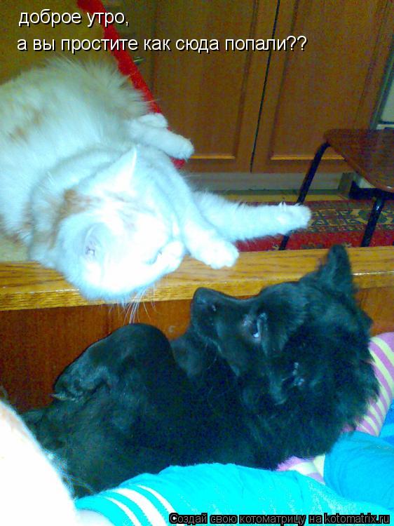 Котоматрица: доброе утро, а вы простите как сюда попали??