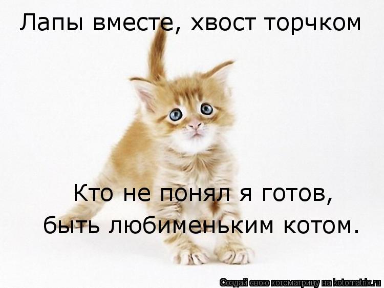 Лапы вместе, хвост торчком Кто не понял я готов, быть любименьким котом.... Котоматрица: Лапы вместе, хвост торчком Кто не понял я готов, быть любименьким котом.