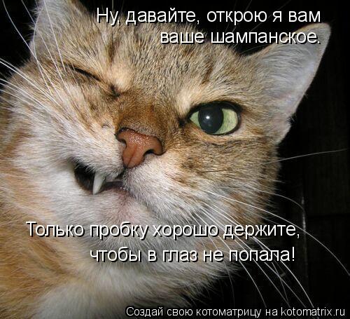 Ну, давайте, открою я вам ваше шампанское. Только пробку хорошо держите, чтобы в глаз не попала!... Котоматрица: Ну, давайте, открою я вам ваше шампанское. Только пробку хорошо держите, чтобы в глаз не попала!