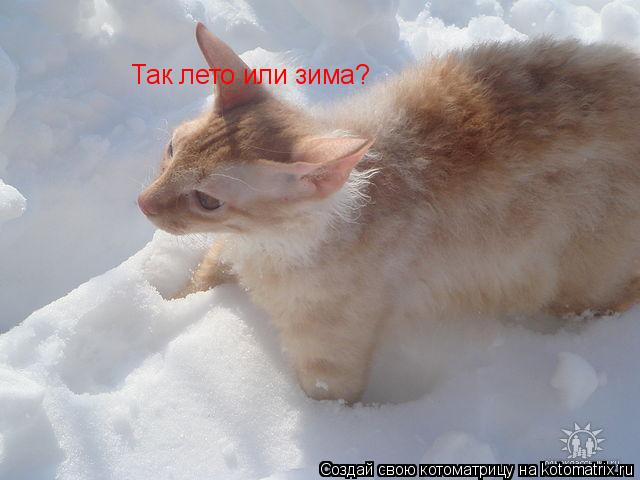 Котоматрица: Так лето или зима?