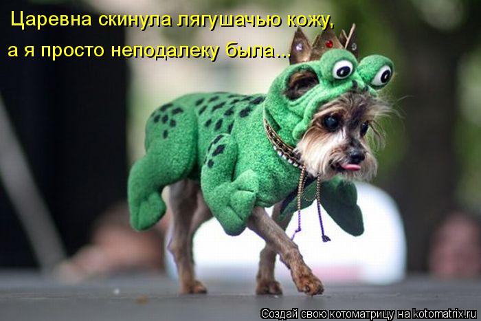 Царевна скинула лягушачью кожу, а я просто неподалеку была...... Котоматрица: Царевна скинула лягушачью кожу, а я просто неподалеку была...
