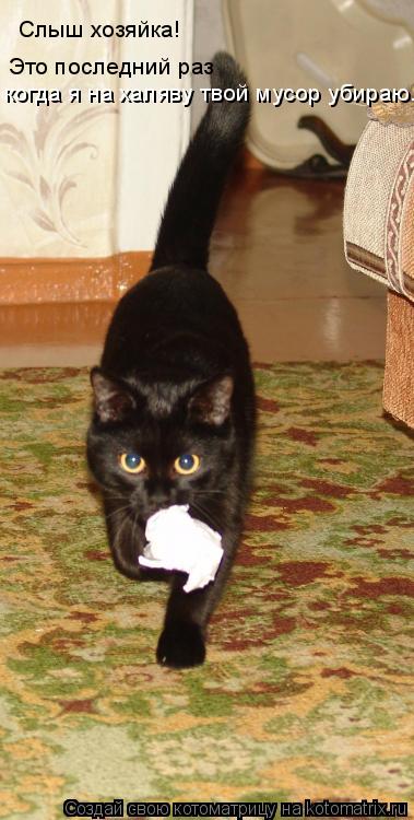 Котоматрица: Слыш хозяйка!  Это последний раз  когда я на халяву твой мусор убираю.