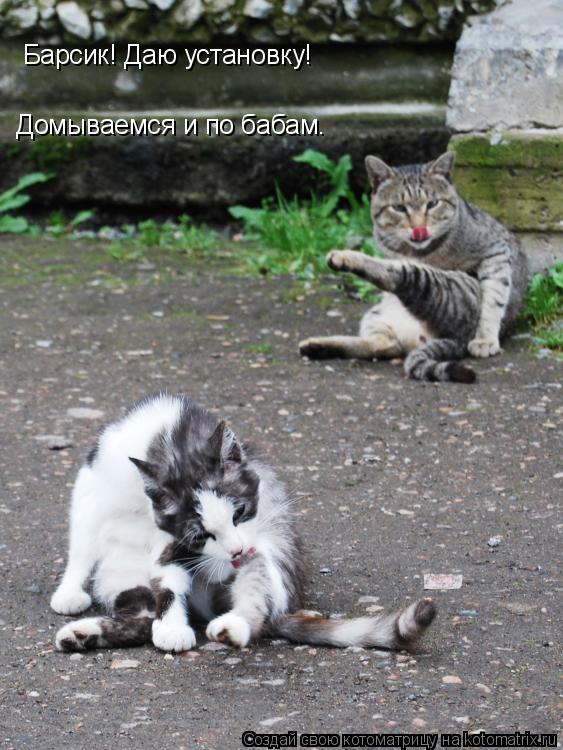 Котоматрица: Барсик! Даю установку! Домываемся и по бабам.