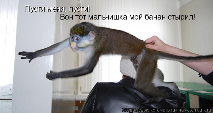 Котоматрица: Пусти меня, пусти! Вон тот мальчишка мой банан стырил!