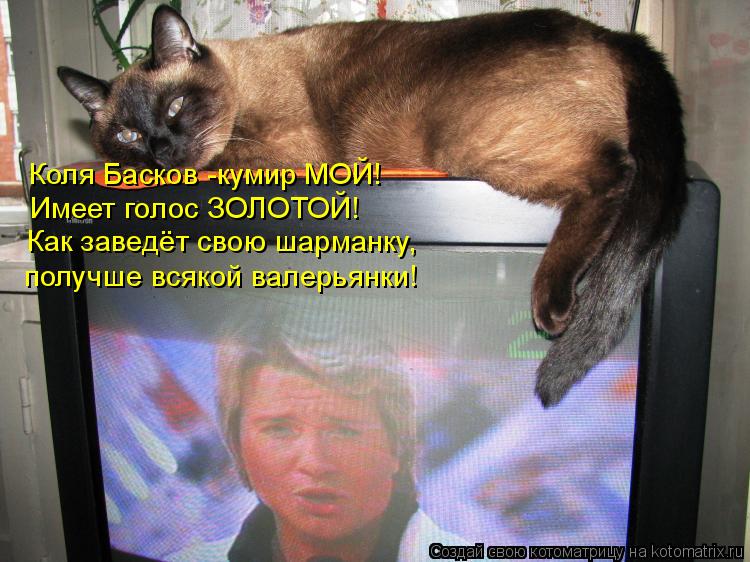 Котоматрица: Коля Басков -кумир МОЙ! Имеет голос ЗОЛОТОЙ! Как заведёт свою шарманку, получше всякой валерьянки!