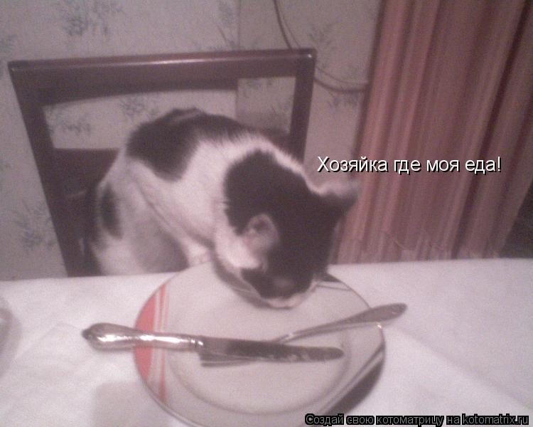 Котоматрица: Хозяйка где моя еда!