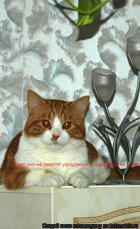 Котоматрица: Может они не заметят украденную сосику а кто их знает  Может они не заметят украденную сосику а кто их знает