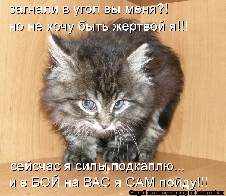 Котоматрица: загнали в угол вы меня?! но не хочу быть жертвой я!!! сейсчас я силы подкаплю... и в БОЙ на ВАС я САМ пойду!!!