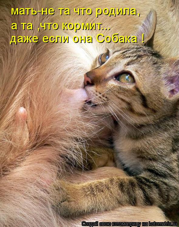 Котоматрица: мать-не та что родила, а та ,что кормит... даже если она Собака !