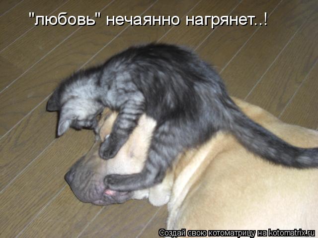 Котоматрица: "любовь" нечаянно нагрянет..!