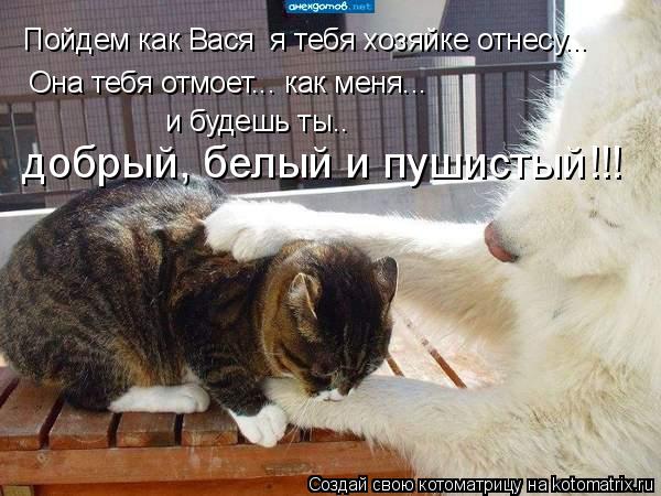 Котоматрица: Пойдем как Вася  я тебя хозяйке отнесу... Она тебя отмоет... как меня... и будешь ты.. добрый, белый и пушистый!!!