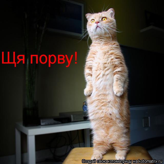 Котоматрица: Щя порву!