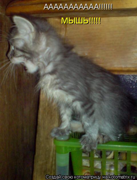 ААААААААААА!!!!!! МЫШЬ!!!!!... Котоматрица: ААААААААААА!!!!!! МЫШЬ!!!!!