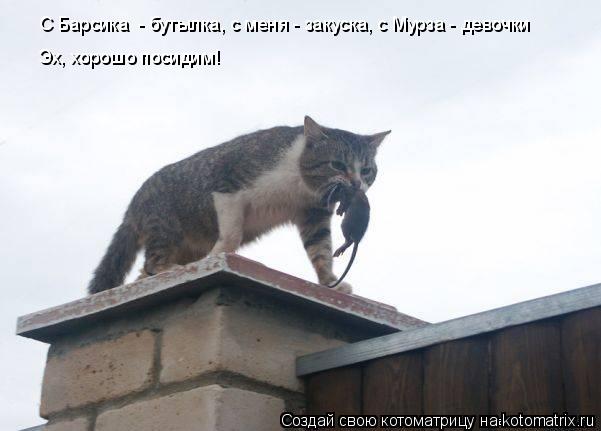 С Барсика - бутылка, с меня - закуска, с Мурза - девочки Эх, хорошо посидим!... Котоматрица: С Барсика - бутылка, с меня - закуска, с Мурза - девочки Эх, хорошо посидим!