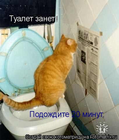 Туалет занет! Подождите 20 минут.... Котоматрица: Туалет занет! Подождите 20 минут.