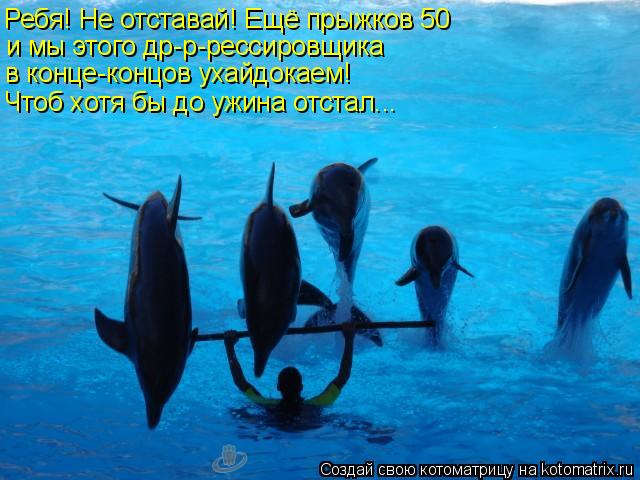 Ребя! Не отставай! Ещё прыжков 50 и мы этого др-р-рессировщика в конце-концов ухайдокаем! Чтоб хотя б... Котоматрица: Ребя! Не отставай! Ещё прыжков 50 и мы этого др-р-рессировщика в конце-концов ухайдокаем! Чтоб хотя бы до ужина отстал...