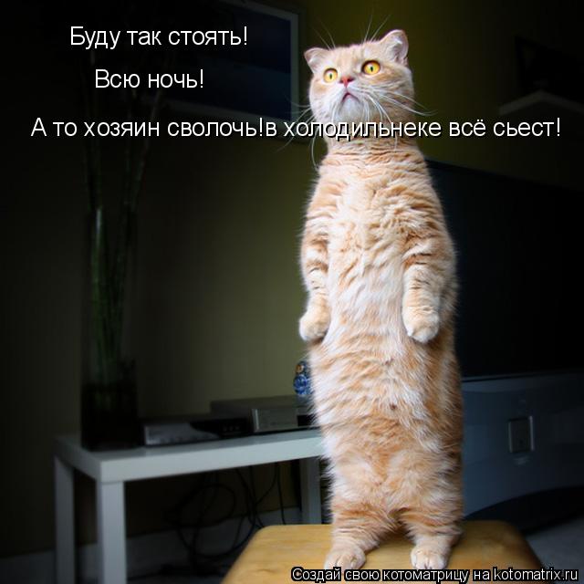 Буду так стоять! Всю ночь! А то хозяин сволочь!в холодильнеке всё сьест!... Котоматрица: Буду так стоять! Всю ночь! А то хозяин сволочь!в холодильнеке всё сьест!