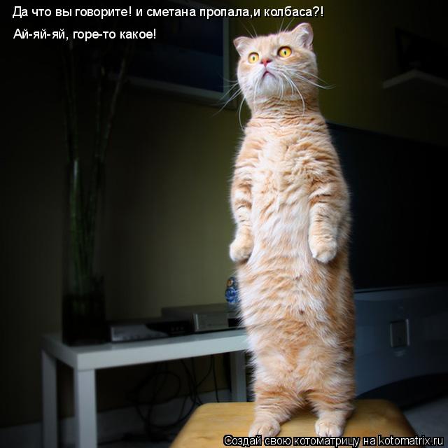 Да что вы говорите! и сметана пропала,и колбаса?! Ай-яй-яй, горе-то какое!... Котоматрица: Да что вы говорите! и сметана пропала,и колбаса?! Ай-яй-яй, горе-то какое!