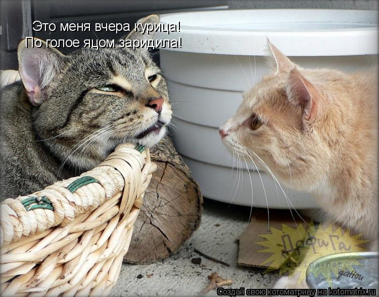 Это меня вчера курица! По голое яцом заридила!... Котоматрица: Это меня вчера курица! По голое яцом заридила!