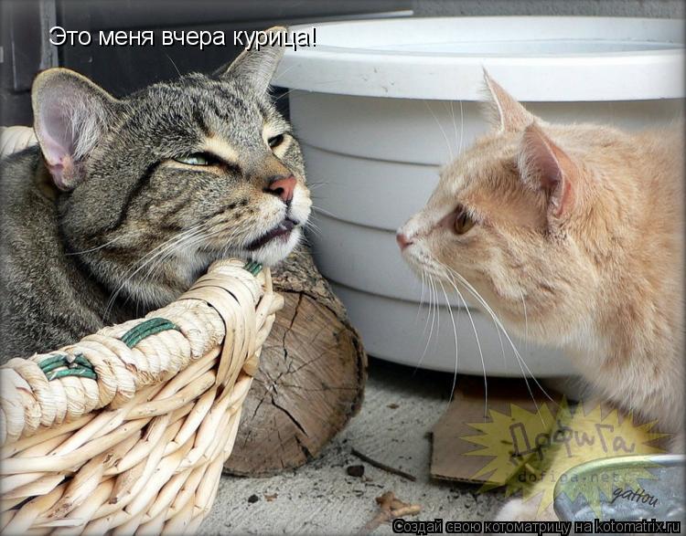 Это меня вчера курица!... Котоматрица: Это меня вчера курица!