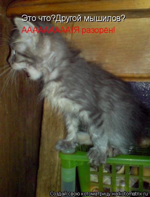 Это что?Другой мышилов? ААААААААА!Я разорён!... Котоматрица: Это что?Другой мышилов? ААААААААА!Я разорён!