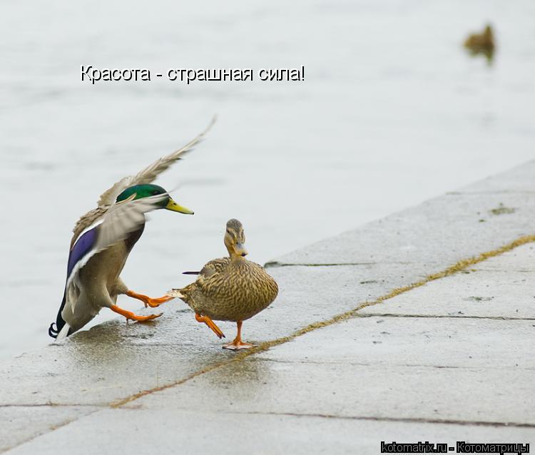 Красота - страшная сила!... Котоматрица: Красота - страшная сила!