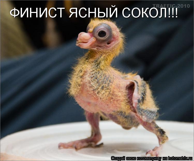 ФИНИСТ ЯСНЫЙ СОКОЛ!!!... Котоматрица: ФИНИСТ ЯСНЫЙ СОКОЛ!!!