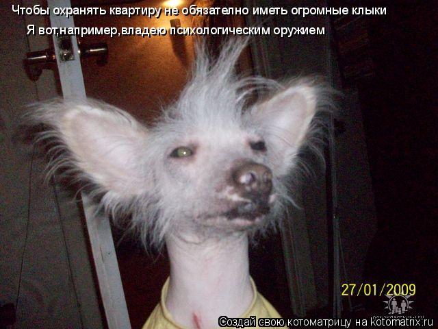 Чтобы охранять квартиру не обязателно иметь огромные клыки Я вот,например,владею психологическим оруж... Котоматрица: Чтобы охранять квартиру не обязателно иметь огромные клыки Я вот,например,владею психологическим оружием