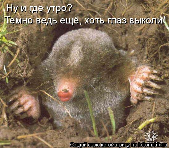 Ну и где утро? Темно ведь ещё, хоть глаз выколи!... Котоматрица: Ну и где утро? Темно ведь ещё, хоть глаз выколи!