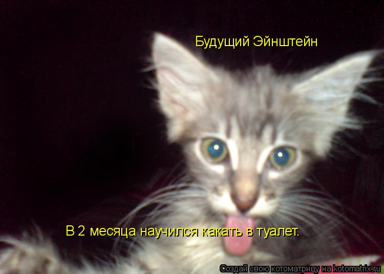 Будущий Эйнштейн В 2 месяца научился какать в туалет.... Котоматрица: Будущий Эйнштейн В 2 месяца научился какать в туалет.