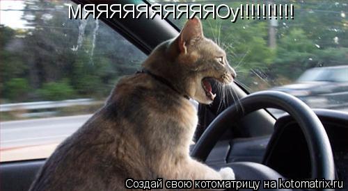 МЯЯЯЯЯЯЯЯЯЯОу!!!!!!!!!!... Котоматрица: МЯЯЯЯЯЯЯЯЯЯОу!!!!!!!!!!