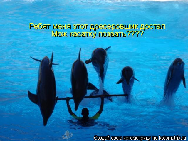 Ребят меня этот дресеровшик достал Мож касатку позвать????... Котоматрица: Ребят меня этот дресеровшик достал Мож касатку позвать????