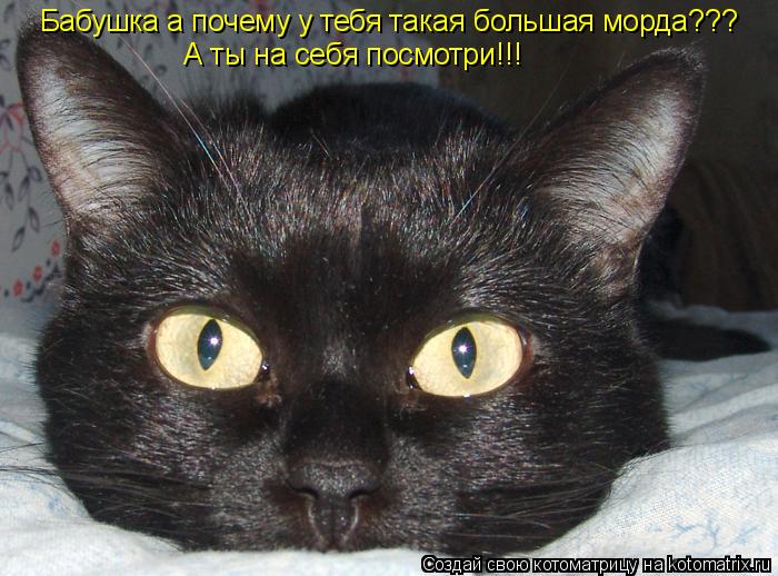 Бабушка а почему у тебя такая большая морда??? А ты на себя посмотри!!!... Котоматрица: Бабушка а почему у тебя такая большая морда??? А ты на себя посмотри!!!