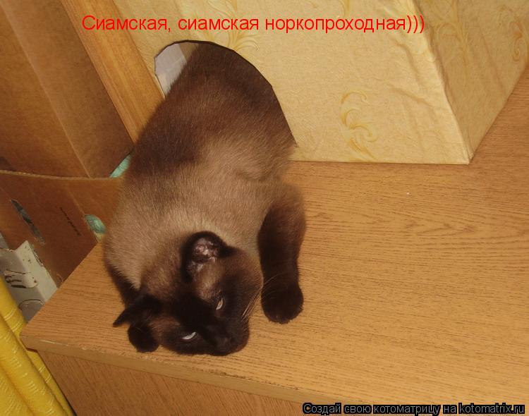 Сиамская, сиамская норкопроходная)))... Котоматрица: Сиамская, сиамская норкопроходная)))