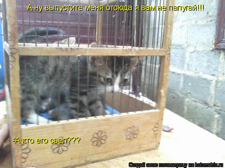 Котоматрица: А ну выпустите меня отсюда я вам не папугай!!! -А кто его сьел???