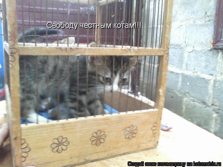 Котоматрица: Свободу честным котам!!!