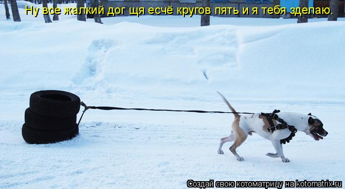 Котоматрица: Ну все жалкий дог щя есчё кругов пять и я тебя зделаю.