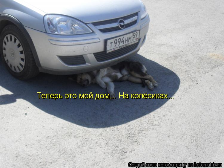 Котоматрица: Теперь это мой дом... На колёсиках...