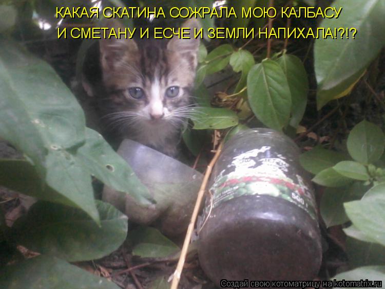 Котоматрица: КАКАЯ СКАТИНА СОЖРАЛА МОЮ КАЛБАСУ  И СМЕТАНУ И ЕСЧЕ И ЗЕМЛИ НАПИХАЛА!?!?
