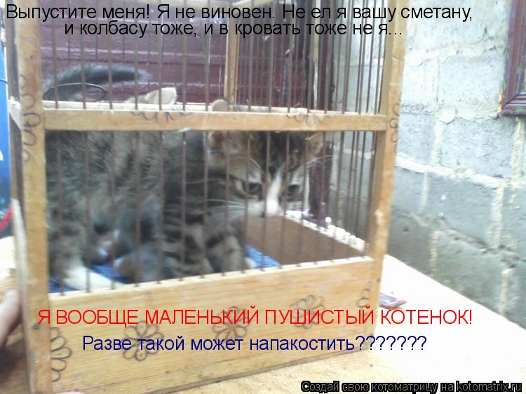 Котоматрица: Выпустите меня! Я не виновен. Не ел я вашу сметану, и колбасу тоже, и в кровать тоже не я... Я ВООБЩЕ МАЛЕНЬКИЙ ПУШИСТЫЙ КОТЕНОК! Разве такой мо