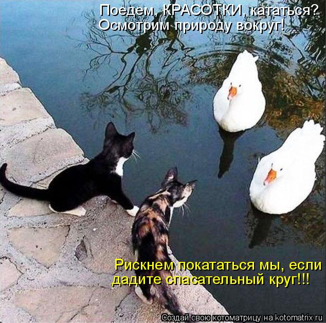 Котоматрица: Поедем, КРАСОТКИ, кататься? Осмотрим природу вокруг! Рискнем покататься мы, если дадите спасательный круг!!!