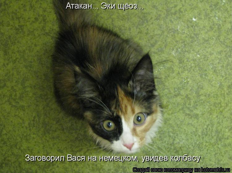 Котоматрица: Атакан... Эки щёоз...  Заговорил Вася на немецком, увидев колбасу