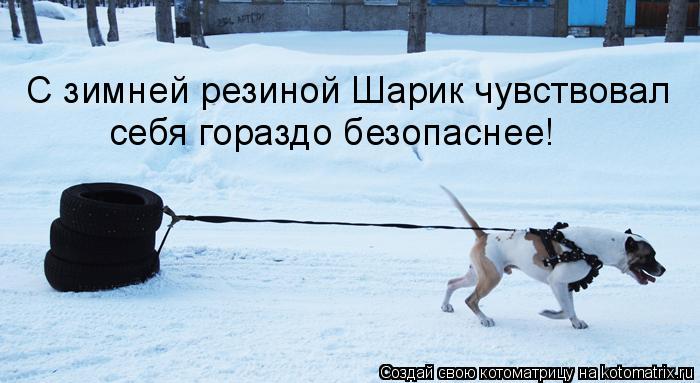 С зимней резиной Шарик чувствовал себя гораздо безопаснее!... Котоматрица: С зимней резиной Шарик чувствовал себя гораздо безопаснее!