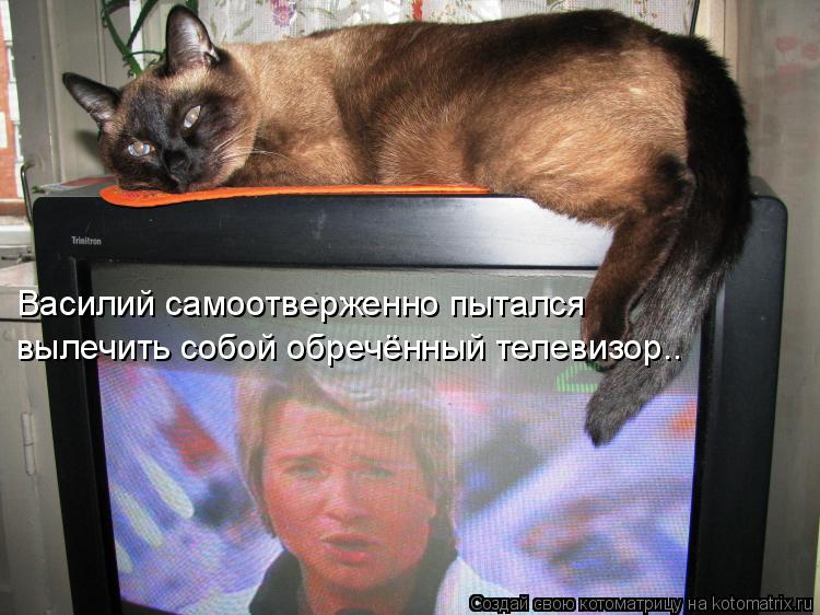 Котоматрица: Василий самоотверженно пытался  вылечить собой обречённый телевизор..
