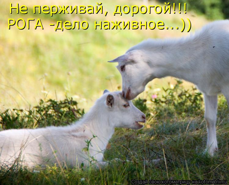Котоматрица: Не перживай, дорогой!!! РОГА -дело наживное...))