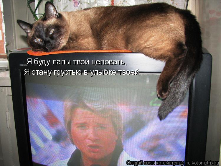 Я буду лапы твои целовать, Я стану грустью в улыбке твоей...... Котоматрица: Я буду лапы твои целовать, Я стану грустью в улыбке твоей...