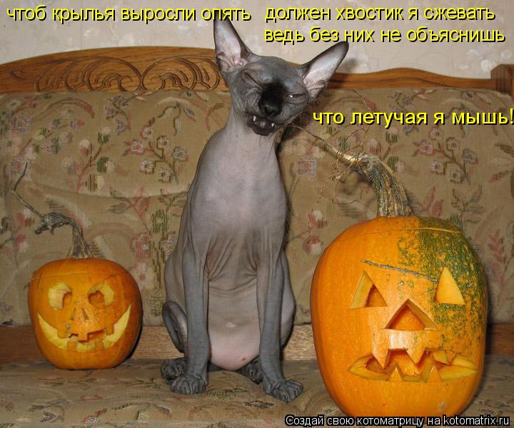 чтоб крылья выросли опять должен хвостик я сжевать ведь без них не объяснишь что летучая я мышь!... Котоматрица: чтоб крылья выросли опять должен хвостик я сжевать ведь без них не объяснишь что летучая я мышь!