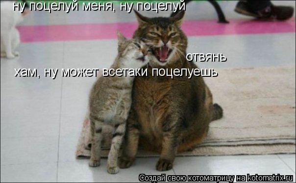 ну поцелуй меня, ну поцелуй отвянь хам, ну может всетаки поцелуешь... Котоматрица: ну поцелуй меня, ну поцелуй отвянь хам, ну может всетаки поцелуешь