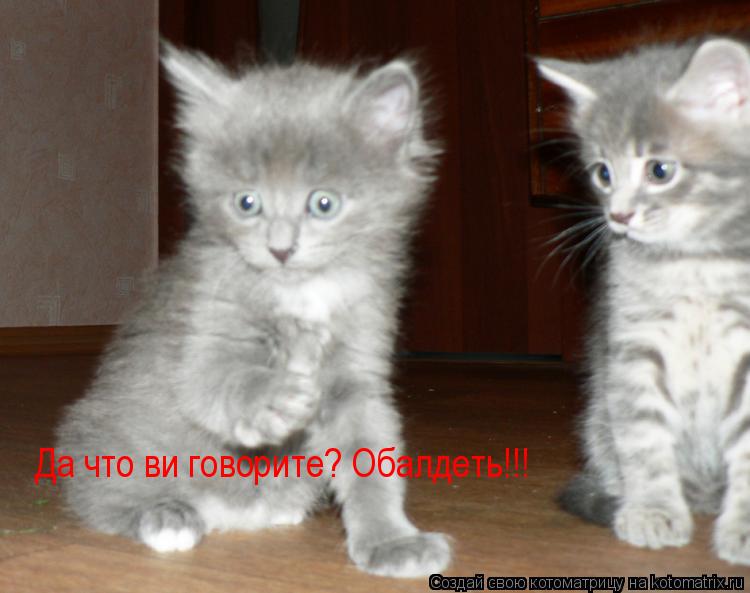 Да что ви говорите? Обалдеть!!!... Котоматрица: Да что ви говорите? Обалдеть!!!