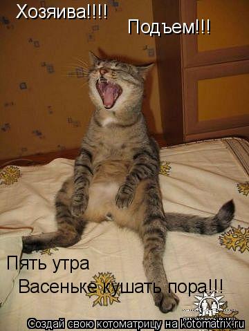 Хозяива!!!! Подъем!!! Пять утра Васеньке кушать пора!!!... Котоматрица: Хозяива!!!! Подъем!!! Пять утра Васеньке кушать пора!!!